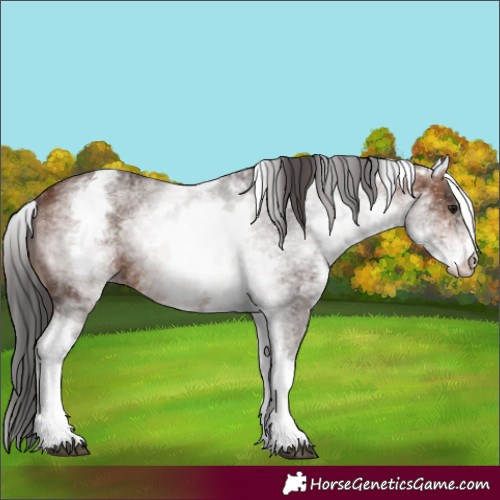 Horse Color:White Spotted Brown 