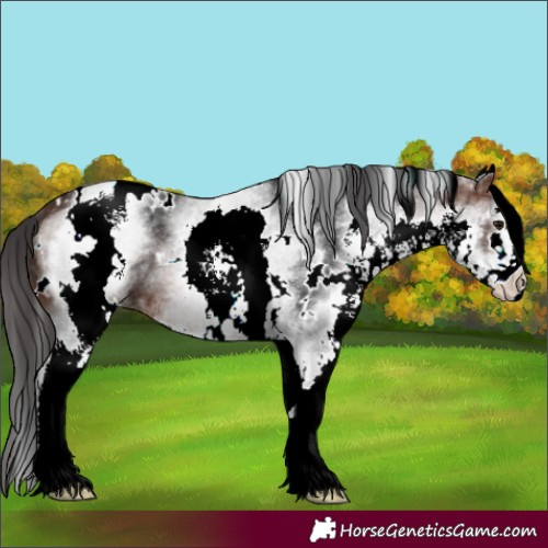 Horse Color:White Spotted Brown 