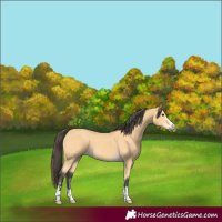 Horse Color:Buckskin