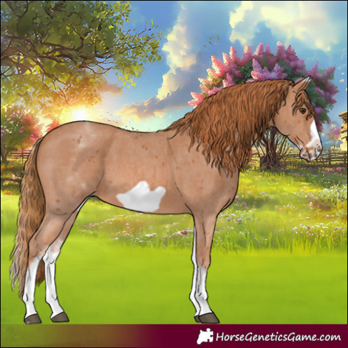 Horse Color:White Spotted Chestnut Sabino Frame 
