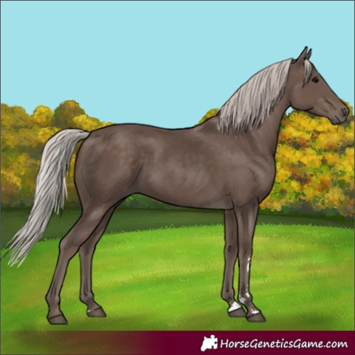 Horse Color:Silver Black 