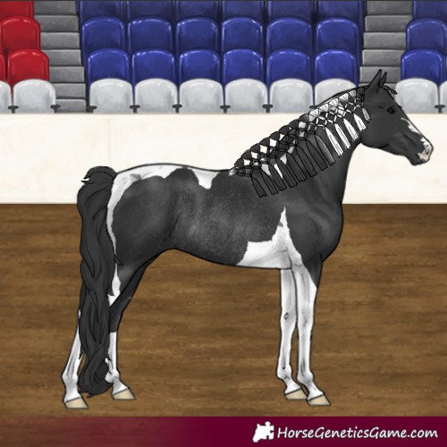 Horse Color:Black Tobiano Rabicano 