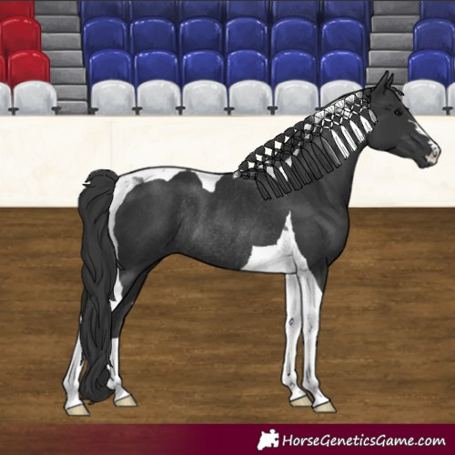 Horse Color:Black Tobiano Rabicano