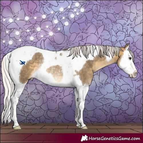 Horse Color:Silver Buckskin Dun Splash Tobiano Appaloosa Rabicano 