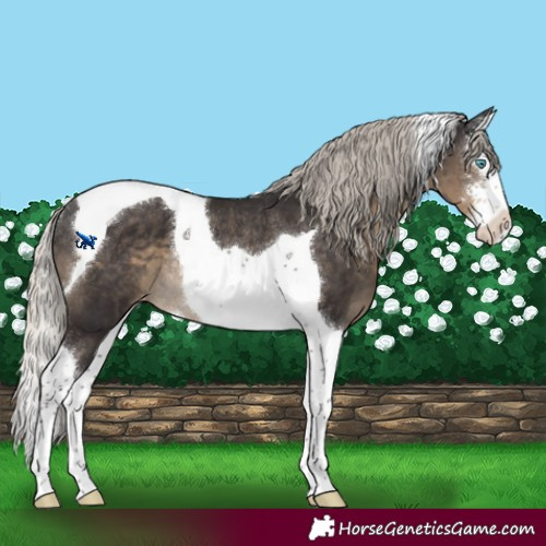 Horse Color:Silver Smoky Black Sabino Splash Tobiano Appaloosa Rabicano 