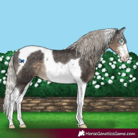 Horse Color:Silver Smoky Black Sabino Splash Tobiano Appaloosa Rabicano