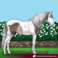Horse Color:Silver Black Sabino Splash Tobiano Varnish Rabicano 