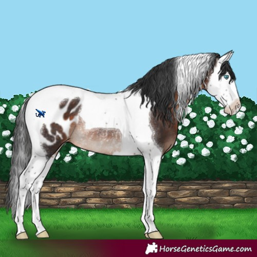 Horse Color:Brown Mushroom Splash Tobiano Appaloosa Rabicano
