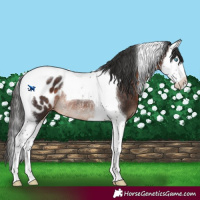 Horse Color:Brown Mushroom Splash Tobiano Appaloosa Rabicano 