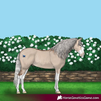 Horse Color:Silver Brown Dun Mushroom Splash Rabicano 