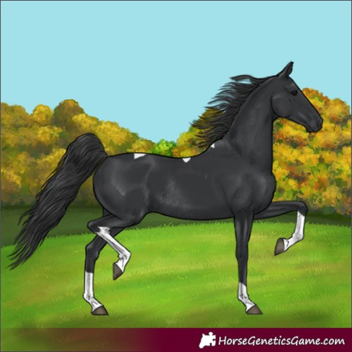 Horse Color:Black Tobiano Rabicano