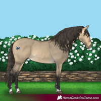 Horse Color:Buckskin Dun Mushroom