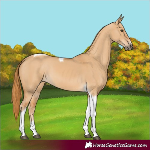 Horse Color:Red Dun Tobiano