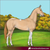 Horse Color:Red Dun Tobiano