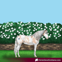 Horse Color:White Spotted Silver Classic Champagne Splash Blanket Rabicano 