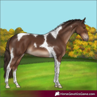 Horse Color:Liver Chestnut Tobiano 