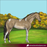 Horse Color:Buckskin Dun Tobiano Rabicano 