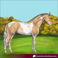 Horse Color:Gold Cream Champagne Tobiano Rabicano 