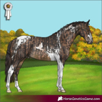 Horse Color:Brown Pearl Tobiano Rabicano  and Buckskin Tobiano Rabicano 