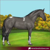 Horse Color:Grullo Tobiano Rabicano 
