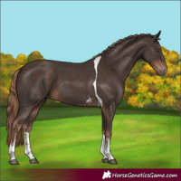 Horse Color:Liver Chestnut Sabino Tobiano 
