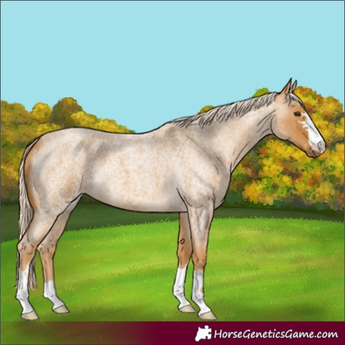 Horse Color:Palomino Roan