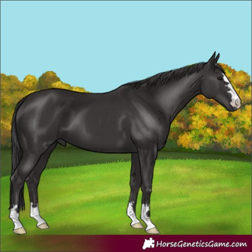 Horse Color:Smoky Black 