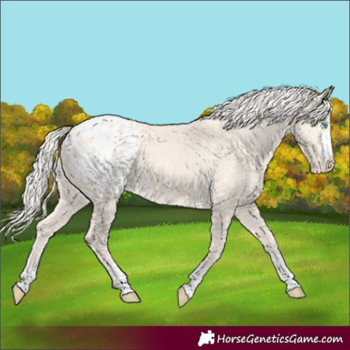 Horse Color:Cremello Dun Appaloosa