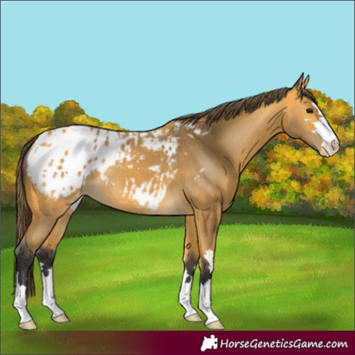 Horse Color:Buckskin Appaloosa