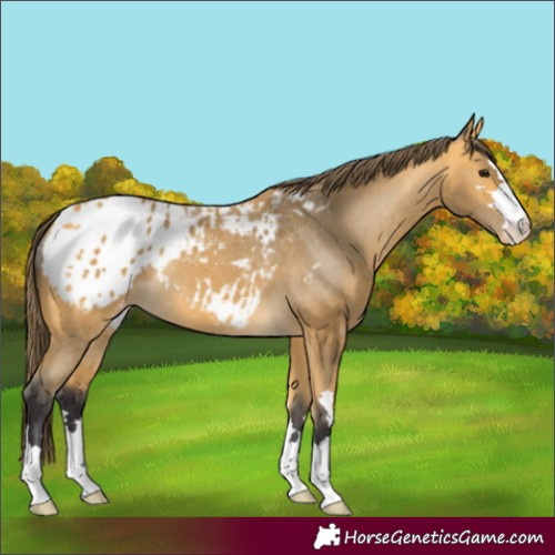 Horse Color:Buckskin Varnish 