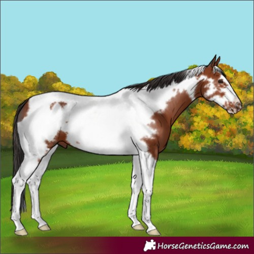 Horse Color:Bay Tobiano Frame