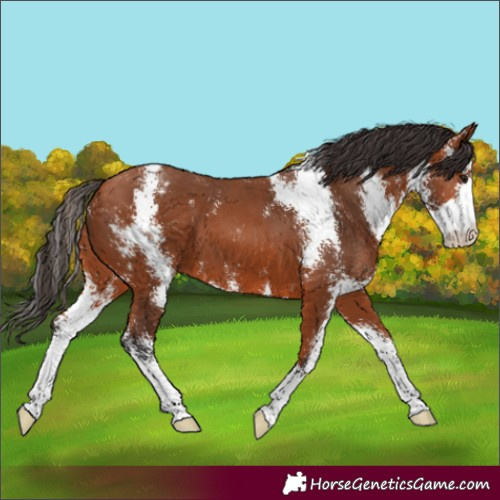 Horse Color:Bay Sabino Appaloosa