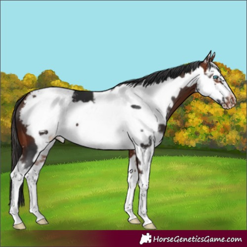 Horse Color:Bay Sabino Frame Varnish 