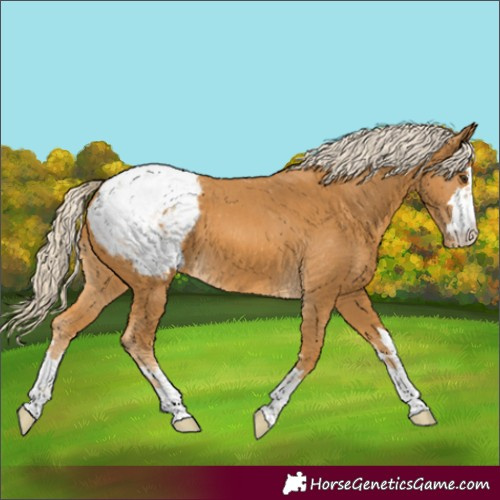 Horse Color:Palomino Appaloosa