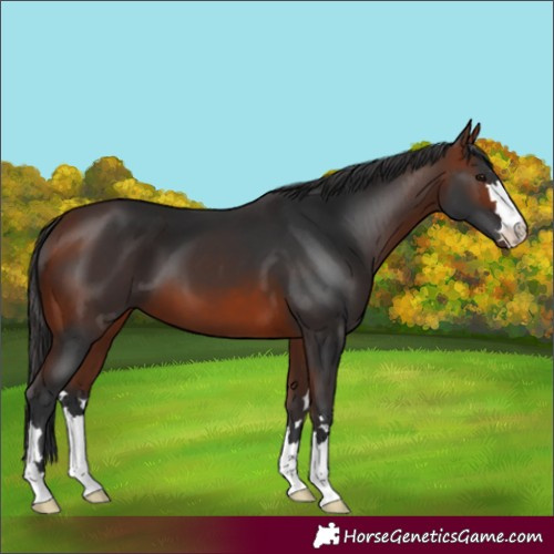 Horse Color:Bay 