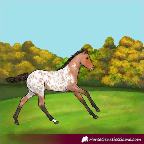 Horse Color:Bay Roan Near Leopard