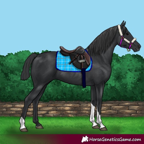 Horse Color:Black Tobiano Rabicano