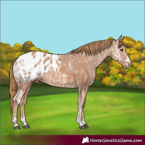 Horse Color:Chestnut Ice Blanket Rabicano 
