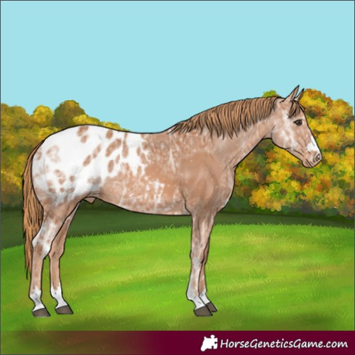 Horse Color:Chestnut Ice Appaloosa Rabicano