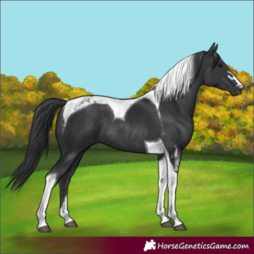 Horse Color:Black Tobiano Rabicano 