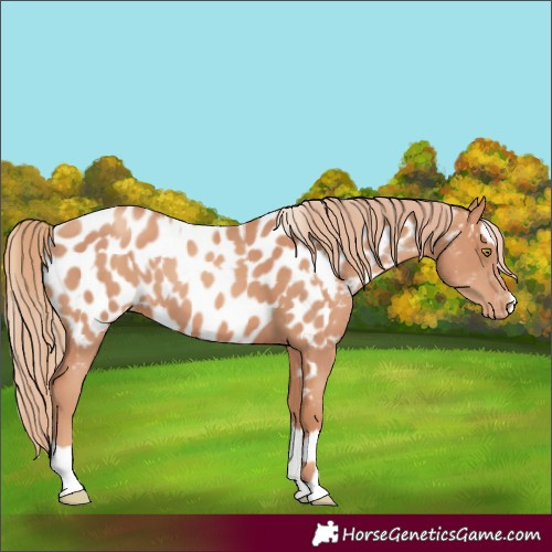 Horse Color:Gold Champagne Appaloosa  and Gold Champagne Splash Appaloosa 