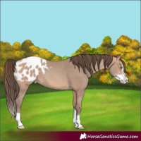 Horse Color:Amber Champagne Sabino Splash Appaloosa 