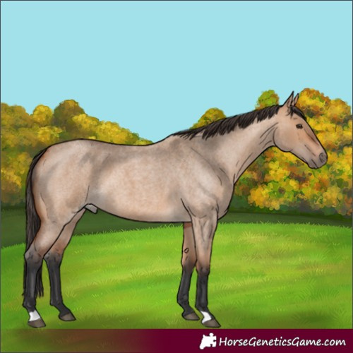 Horse Color:Bay Roan Dun