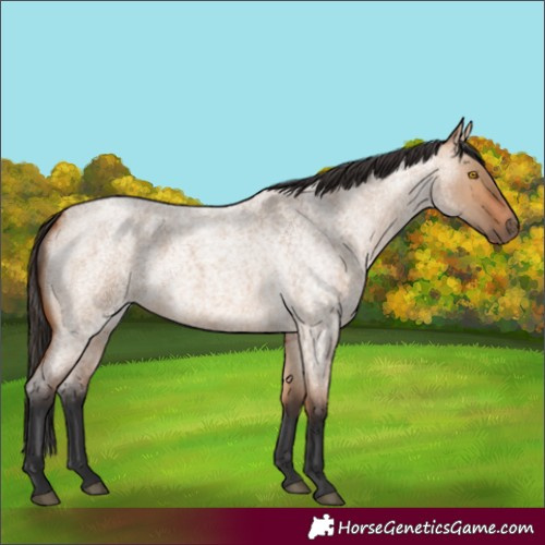 Horse Color:Bay Roan Dun