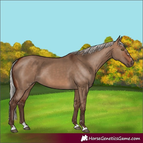 Horse Color:Silver Brown Dun 