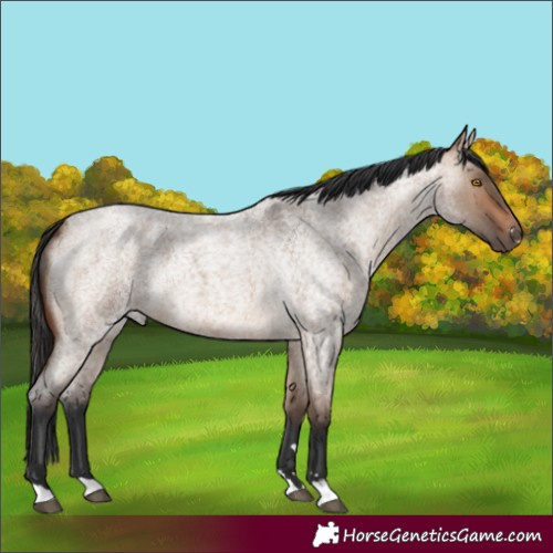 Horse Color:Brown Roan Dun