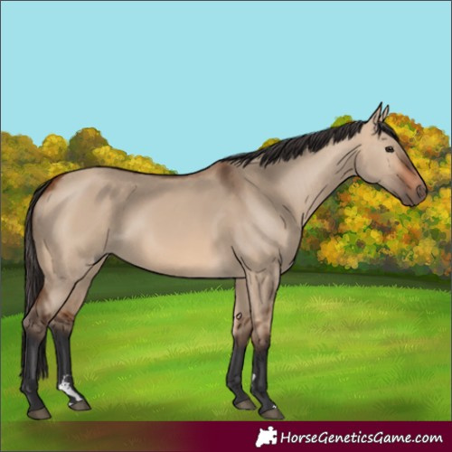 Horse Color:Bay Dun
