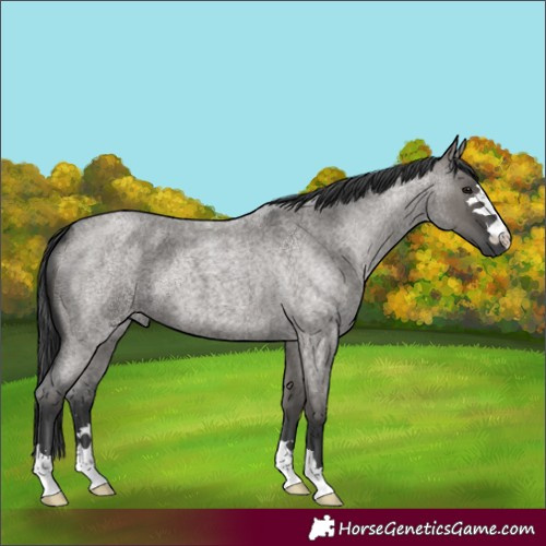 Horse Color:Grullo Roan 
