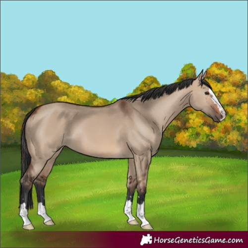 Horse Color:Brown Dun