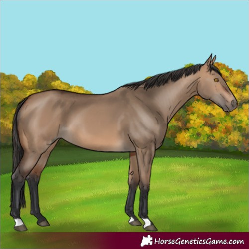 Horse Color:Bay Dun